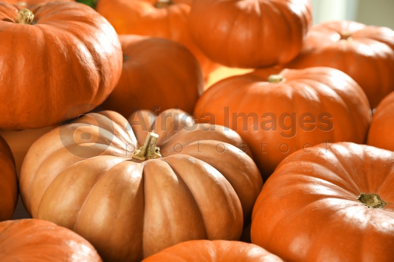 Many ripe orange pumpkins as background, closeup