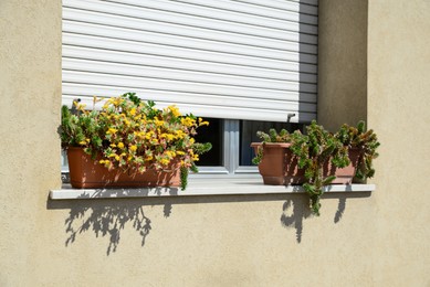 Photo of Pots with beautiful succulents on windowsill outdoors