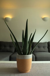 Photo of Beautiful potted aloe vera plant on table in living room