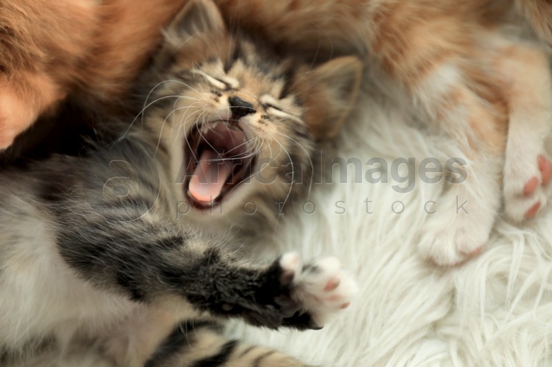Photo of Cute little kittens on white furry blanket at home, above view
