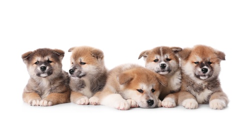Adorable Akita Inu puppies on white background