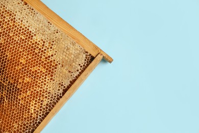 Honeycomb frame on light blue background, top view with space for text. Beekeeping