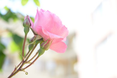 Photo of Beautiful pink rose flower with buds blooming outdoors, closeup. Space for text