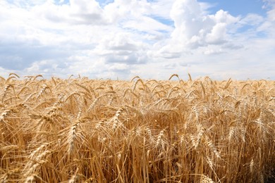 Ripe wheat spikes in agricultural field on sunny day