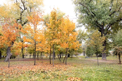 Beautiful view of park with trees on autumn day