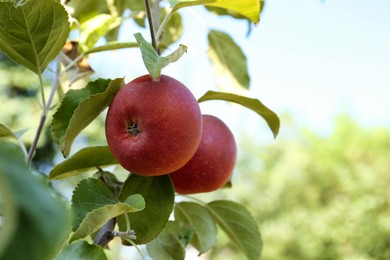 Fresh and ripe apples on tree branch in garden, closeup. Space for text