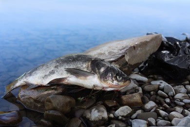 Dead fish on stone near river. Environmental pollution concept