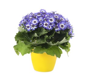 Beautiful purple cineraria plant in flower pot isolated on white