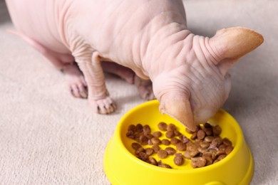 Cute Sphynx cat eating pet food from feeding bowl at home, closeup