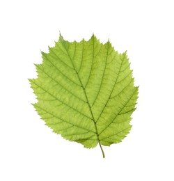 Fresh green hazel leaf isolated on white