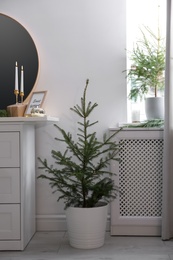 Potted firs with Christmas lights in room. Interior design