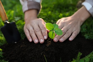 Woman planting young tree in garden, closeup