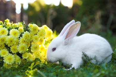 Cute white rabbit near flowers on green grass outdoors