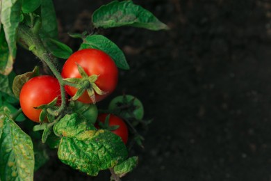 Photo of Green plant with ripe red tomatoes in garden, above view. Space for text