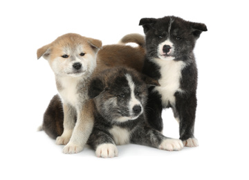Cute Akita inu puppies on white background. Friendly dogs