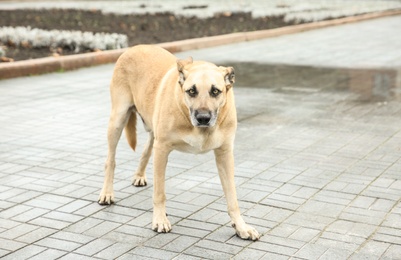 Photo of Homeless dog on city street. Abandoned animal