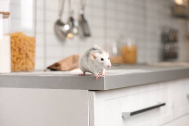Rat on kitchen counter at home. Household pest