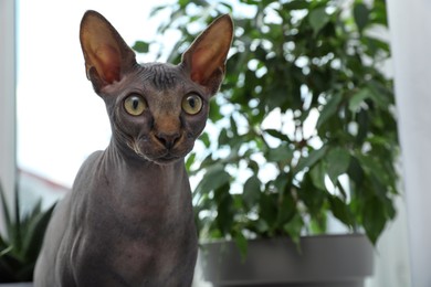 Sphynx cat near houseplant indoors, space for text