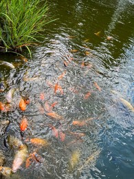 Many golden carps swimming in water outdoors