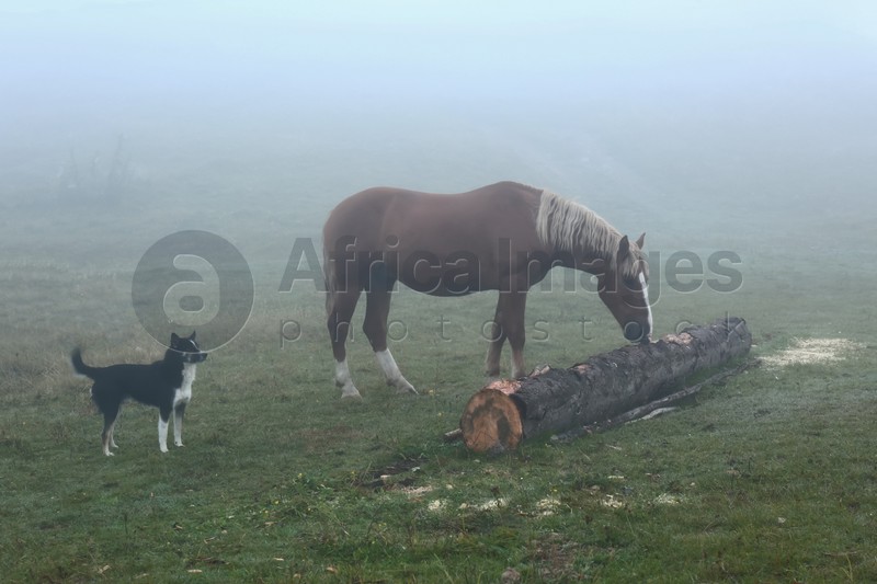 Horses and cute dog on misty meadow