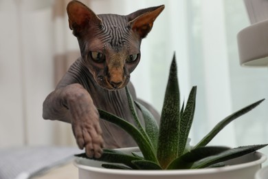 Curious sphynx cat near houseplant at home