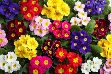 Beautiful primula (primrose) plants with colorful flowers as background, top view. Spring blossom