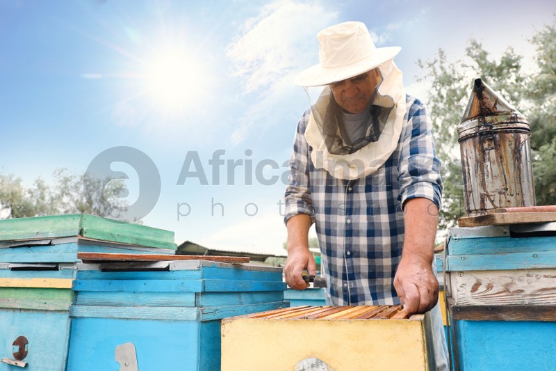 Photo of Beekeeper taking frame from hive at apiary. Harvesting honey