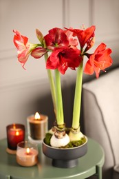Photo of Beautiful red amaryllis flowers on table in room