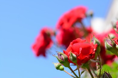 Photo of Beautiful blooming red roses against blue sky. Space for text