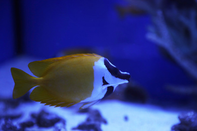 Beautiful yellow longnose butterfly fish in clear toned blue aquarium