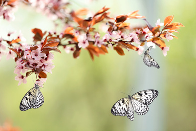 Blossoming tree branch and beautiful rice paper butterflies in garden, closeup