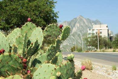 Photo of Beautiful prickly pear cactus growing along road on sunny day, space for text
