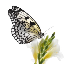 Beautiful rice paper butterfly sitting on freesia flower against white background