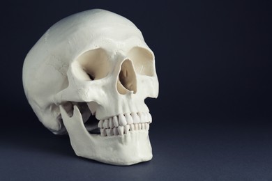 White human skull on black background, space for text
