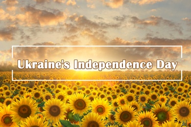 Text Ukraine's Independence Day and sunflower field at sunrise on background