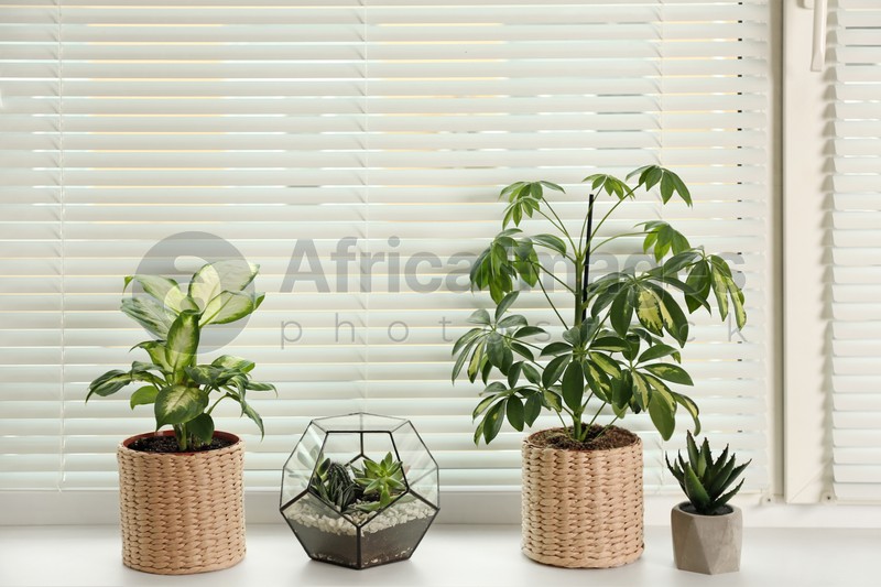 Diffe Potted Plants On Sill Near, Korean House Plants