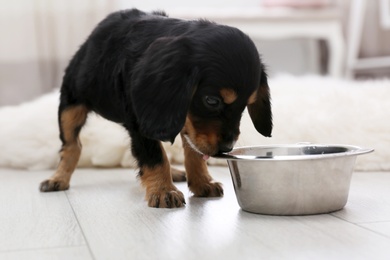 Photo of Cute English Cocker Spaniel puppy with bowl indoors