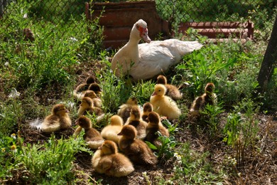 Photo of Cute fluffy ducklings with mother in farmyard