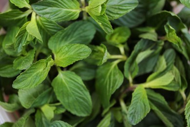 Photo of Closeup view of fresh mint, space for text. Aromatic herb