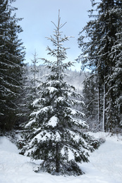 Young fir tree covered with snow in winter forest