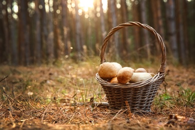 Basket full of fresh porcini mushrooms in forest