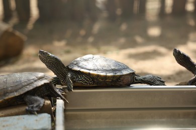Photo of Beautiful turtle in zoo enclosure. Wild animal