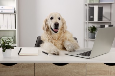 Cute retriever sitting at table near laptop in office. Working atmosphere