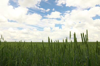 Green wheat field under cloudy sky, closeup. Agricultural industry