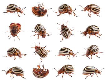 Image of Colorado potato beetles on white background, collage 