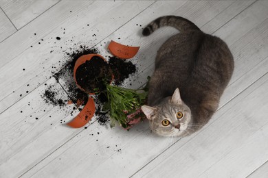 Photo of Cute cat and broken flower pot with cineraria plant on floor, top view