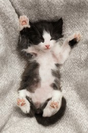 Cute baby kitten sleeping on cozy blanket, top view