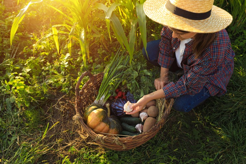 Photo of Woman harvesting different fresh ripe vegetables on farm, above view