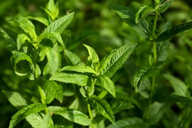 Beautiful mint with lush green leaves growing outdoors, closeup