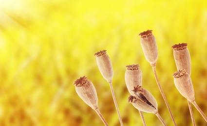 Image of Dry poppy heads with seeds in field on sunny day, closeup